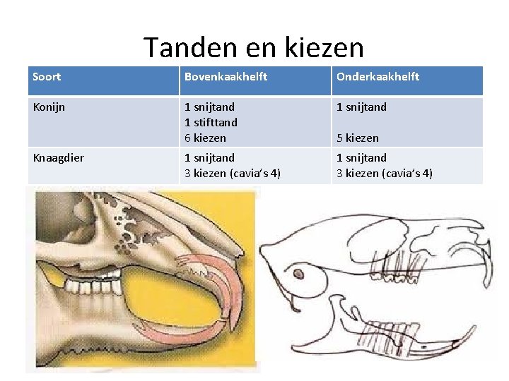 Tanden en kiezen Soort Bovenkaakhelft Onderkaakhelft Konijn 1 snijtand 1 stifttand 6 kiezen 1