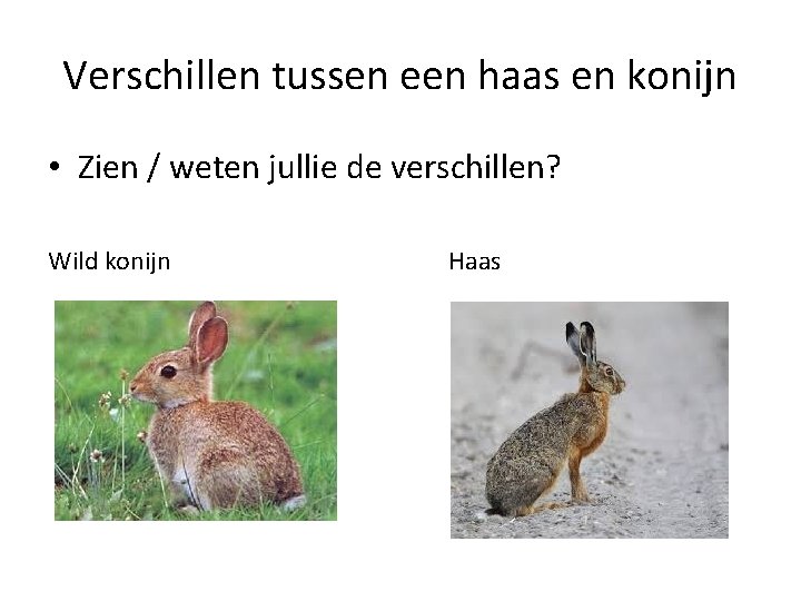 Verschillen tussen een haas en konijn • Zien / weten jullie de verschillen? Wild