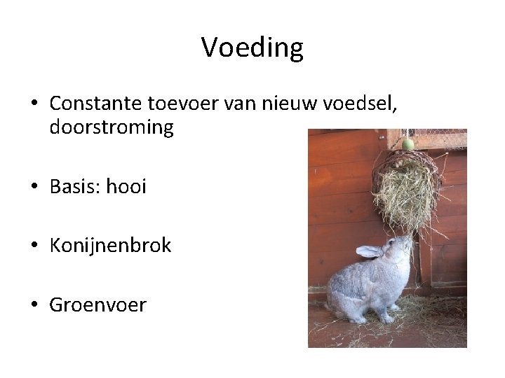 Voeding • Constante toevoer van nieuw voedsel, doorstroming • Basis: hooi • Konijnenbrok •