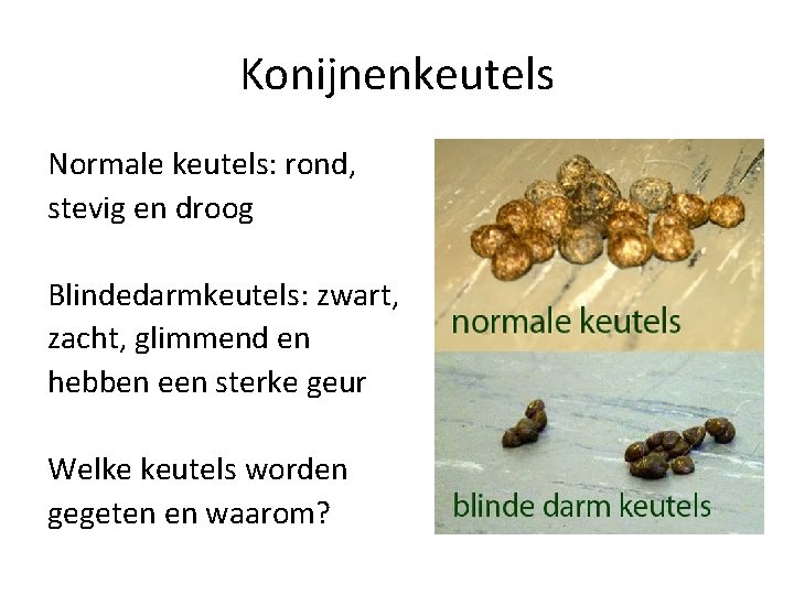 Konijnenkeutels Normale keutels: rond, stevig en droog Blindedarmkeutels: zwart, zacht, glimmend en hebben een