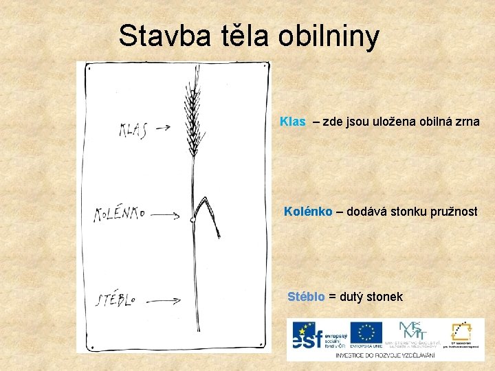 Stavba těla obilniny Klas – zde jsou uložena obilná zrna Kolénko – dodává stonku