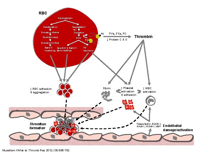 RBC Hemoglobin Denaturation Degradation Fe++ Excess α-chains Oxidation Hemichromes ROS PS PS FVa, FXa,