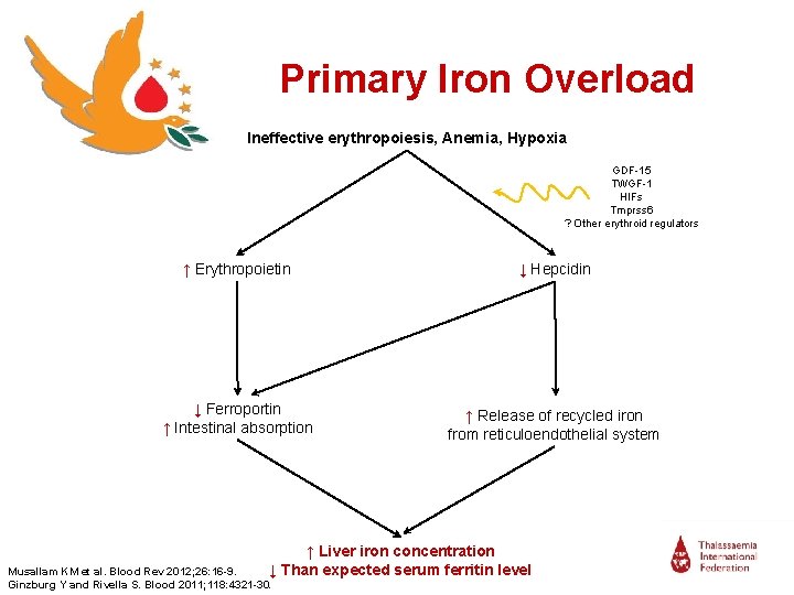 Primary Iron Overload Ineffective erythropoiesis, Anemia, Hypoxia GDF-15 TWGF-1 HIFs Tmprss 6 ? Other