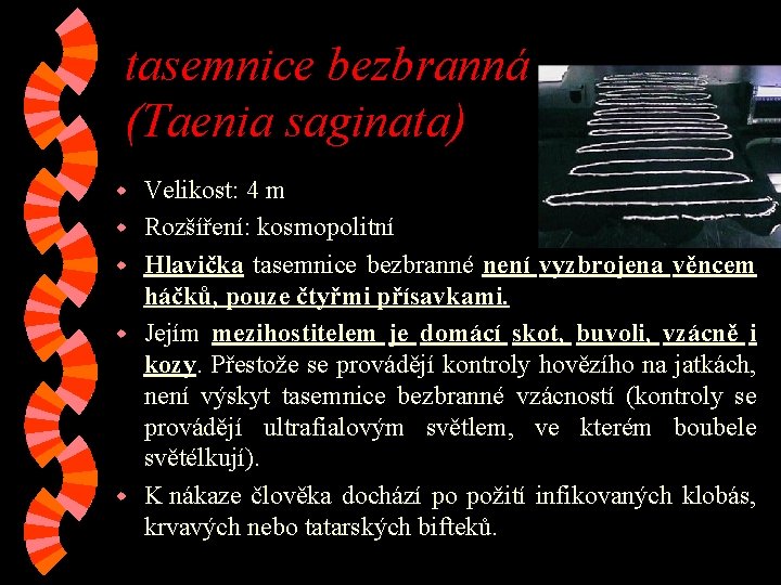 tasemnice bezbranná (Taenia saginata) w w w Velikost: 4 m Rozšíření: kosmopolitní Hlavička tasemnice tasemnice bezbranná (Taenia saginata) w w w Velikost: 4 m Rozšíření: kosmopolitní Hlavička tasemnice