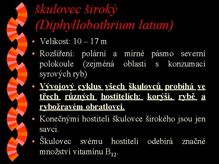 škulovec široký (Diphyllobothrium latum) w w w Velikost: 10 – 17 m Rozšíření: polární škulovec široký (Diphyllobothrium latum) w w w Velikost: 10 – 17 m Rozšíření: polární