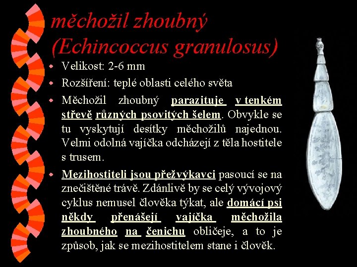 měchožil zhoubný (Echincoccus granulosus) Velikost: 2 -6 mm w Rozšíření: teplé oblasti celého světa měchožil zhoubný (Echincoccus granulosus) Velikost: 2 -6 mm w Rozšíření: teplé oblasti celého světa