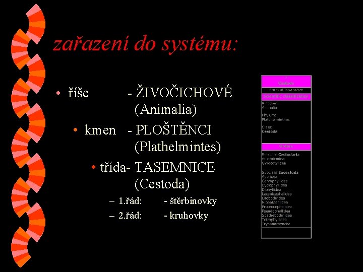 zařazení do systému: w říše - ŽIVOČICHOVÉ (Animalia) • kmen - PLOŠTĚNCI (Plathelmintes) • zařazení do systému: w říše - ŽIVOČICHOVÉ (Animalia) • kmen - PLOŠTĚNCI (Plathelmintes) •