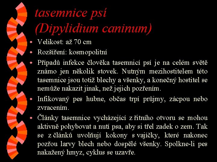tasemnice psí (Dipylidium caninum) w w w Velikost: až 70 cm Rozšíření: kosmopolitní Případů tasemnice psí (Dipylidium caninum) w w w Velikost: až 70 cm Rozšíření: kosmopolitní Případů