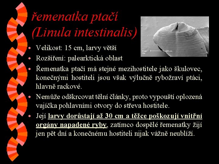 řemenatka ptačí (Linula intestinalis) w w w Velikost: 15 cm, larvy větší Rozšíření: palearktická řemenatka ptačí (Linula intestinalis) w w w Velikost: 15 cm, larvy větší Rozšíření: palearktická