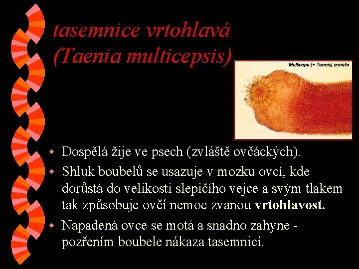 tasemnice vrtohlavá (Taenia multicepsis) Dospělá žije ve psech (zvláště ovčáckých). w Shluk boubelů se tasemnice vrtohlavá (Taenia multicepsis) Dospělá žije ve psech (zvláště ovčáckých). w Shluk boubelů se