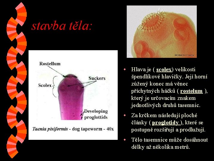 stavba těla: w Hlava je ( scolex) velikosti špendlíkové hlavičky. Její horní zúžený konec stavba těla: w Hlava je ( scolex) velikosti špendlíkové hlavičky. Její horní zúžený konec