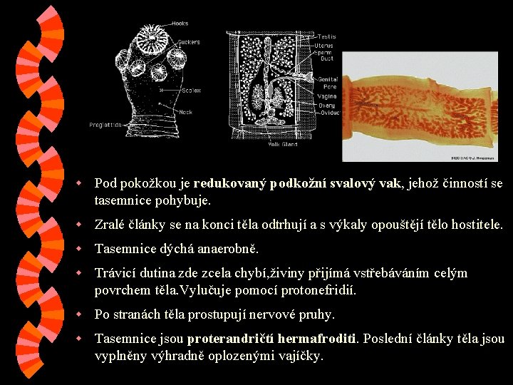 w Pod pokožkou je redukovaný podkožní svalový vak, jehož činností se tasemnice pohybuje. w w Pod pokožkou je redukovaný podkožní svalový vak, jehož činností se tasemnice pohybuje. w
