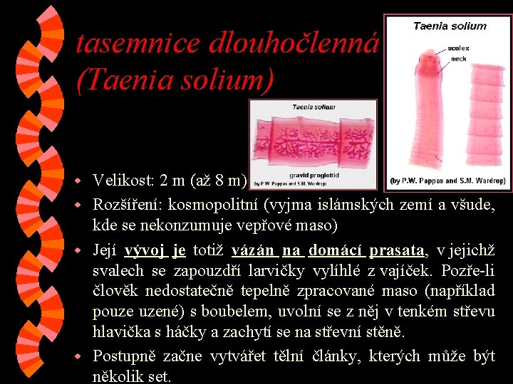 tasemnice dlouhočlenná (Taenia solium) Velikost: 2 m (až 8 m) w Rozšíření: kosmopolitní (vyjma tasemnice dlouhočlenná (Taenia solium) Velikost: 2 m (až 8 m) w Rozšíření: kosmopolitní (vyjma