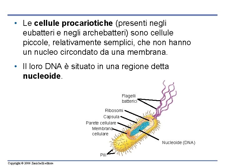 • Le cellule procariotiche (presenti negli eubatteri e negli archebatteri) sono cellule piccole, • Le cellule procariotiche (presenti negli eubatteri e negli archebatteri) sono cellule piccole,