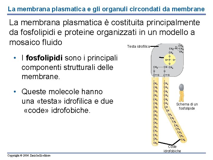 La membrana plasmatica e gli organuli circondati da membrane La membrana plasmatica è costituita La membrana plasmatica e gli organuli circondati da membrane La membrana plasmatica è costituita