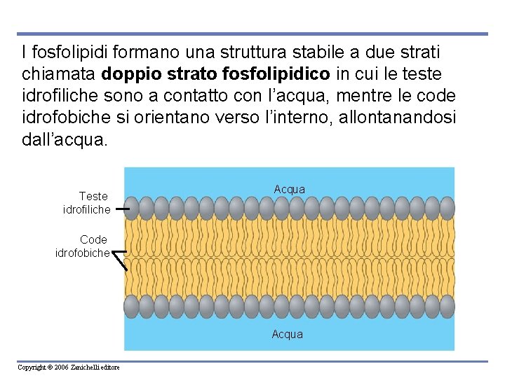 I fosfolipidi formano una struttura stabile a due strati chiamata doppio strato fosfolipidico in I fosfolipidi formano una struttura stabile a due strati chiamata doppio strato fosfolipidico in