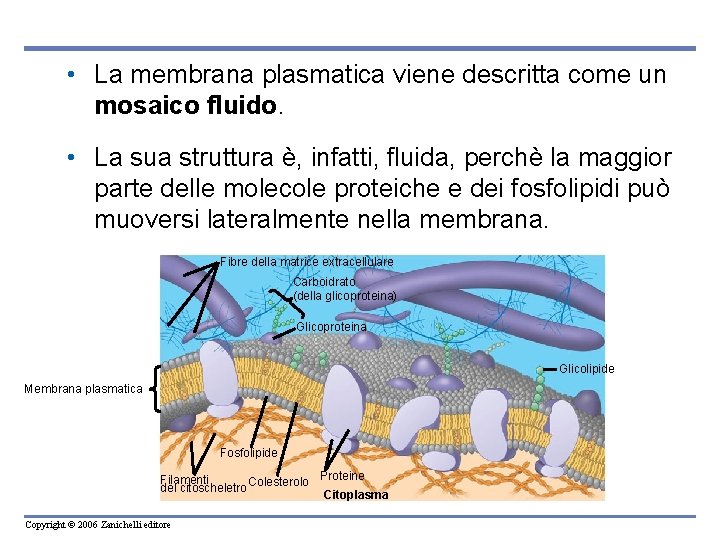 • La membrana plasmatica viene descritta come un mosaico fluido. • La sua • La membrana plasmatica viene descritta come un mosaico fluido. • La sua