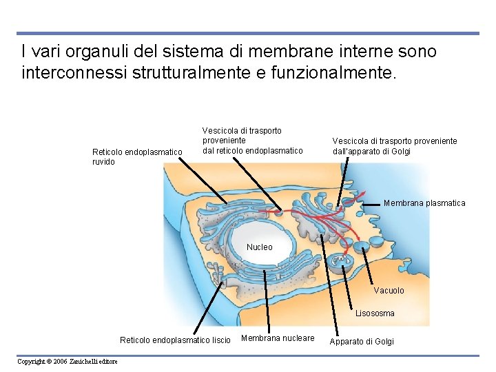 I vari organuli del sistema di membrane interne sono interconnessi strutturalmente e funzionalmente. Reticolo I vari organuli del sistema di membrane interne sono interconnessi strutturalmente e funzionalmente. Reticolo
