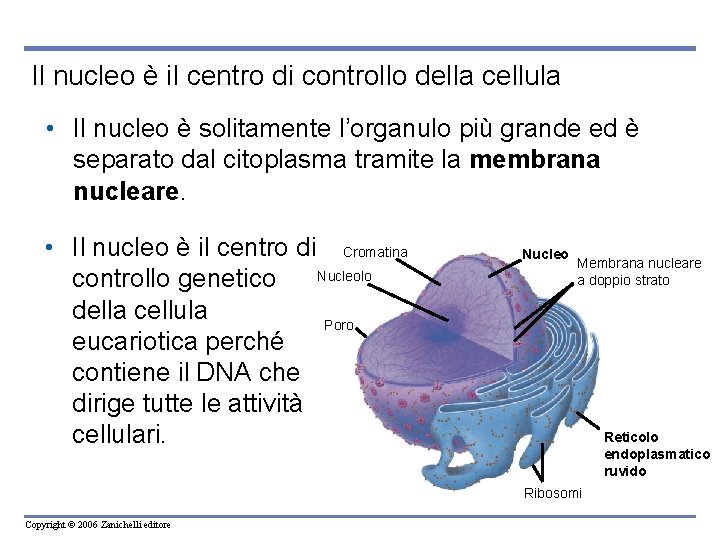 Il nucleo è il centro di controllo della cellula • Il nucleo è solitamente Il nucleo è il centro di controllo della cellula • Il nucleo è solitamente