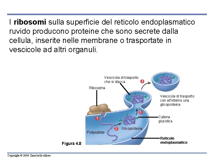 I ribosomi sulla superficie del reticolo endoplasmatico ruvido producono proteine che sono secrete dalla I ribosomi sulla superficie del reticolo endoplasmatico ruvido producono proteine che sono secrete dalla