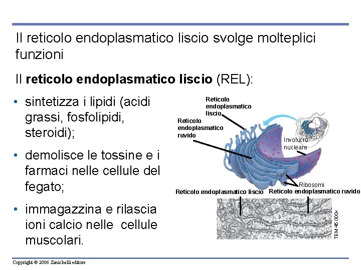 Il reticolo endoplasmatico liscio svolge molteplici funzioni Il reticolo endoplasmatico liscio (REL): • demolisce Il reticolo endoplasmatico liscio svolge molteplici funzioni Il reticolo endoplasmatico liscio (REL): • demolisce