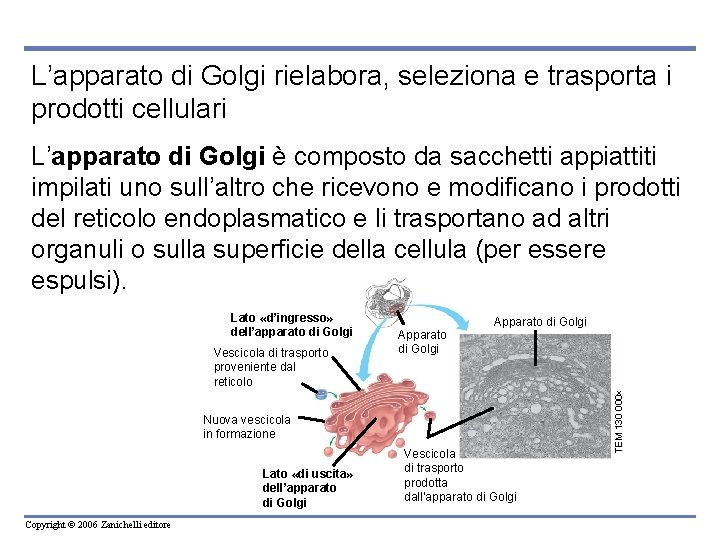 L’apparato di Golgi rielabora, seleziona e trasporta i prodotti cellulari L’apparato di Golgi è L’apparato di Golgi rielabora, seleziona e trasporta i prodotti cellulari L’apparato di Golgi è