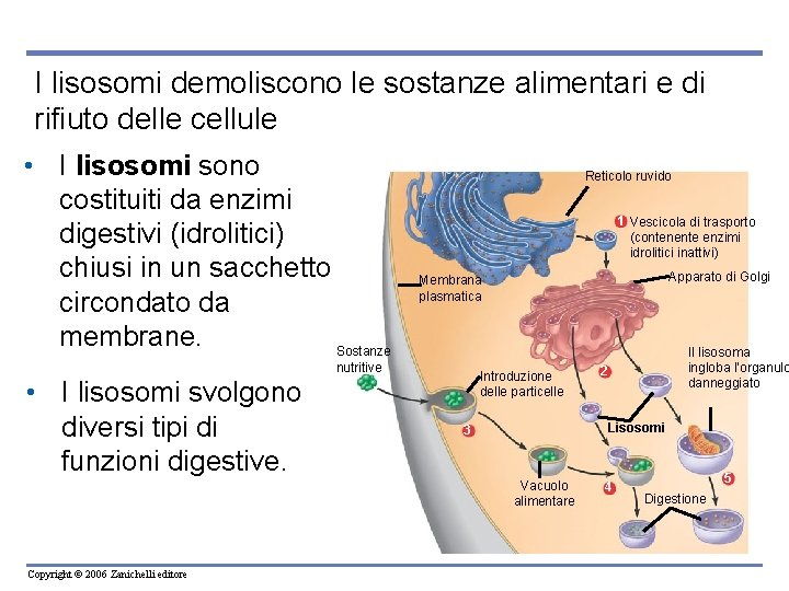 I lisosomi demoliscono le sostanze alimentari e di rifiuto delle cellule • I lisosomi I lisosomi demoliscono le sostanze alimentari e di rifiuto delle cellule • I lisosomi