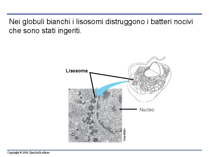 Nei globuli bianchi i lisosomi distruggono i batteri nocivi che sono stati ingeriti. Lisosoma Nei globuli bianchi i lisosomi distruggono i batteri nocivi che sono stati ingeriti. Lisosoma