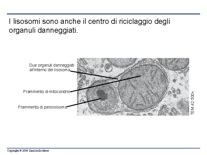 I lisosomi sono anche il centro di riciclaggio degli organuli danneggiati. Frammento di mitocondrio I lisosomi sono anche il centro di riciclaggio degli organuli danneggiati. Frammento di mitocondrio
