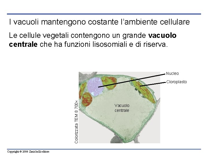 I vacuoli mantengono costante l’ambiente cellulare Le cellule vegetali contengono un grande vacuolo centrale I vacuoli mantengono costante l’ambiente cellulare Le cellule vegetali contengono un grande vacuolo centrale