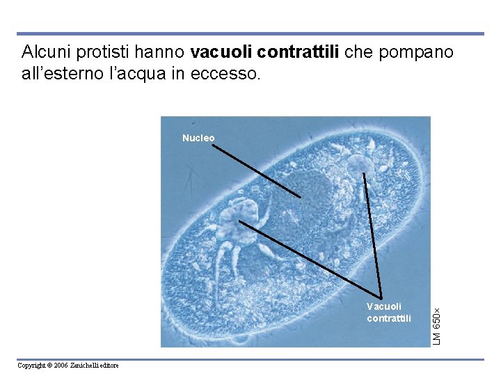 Alcuni protisti hanno vacuoli contrattili che pompano all’esterno l’acqua in eccesso. Vacuoli contrattili Copyright Alcuni protisti hanno vacuoli contrattili che pompano all’esterno l’acqua in eccesso. Vacuoli contrattili Copyright