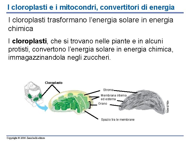 I cloroplasti e i mitocondri, convertitori di energia I cloroplasti trasformano l’energia solare in I cloroplasti e i mitocondri, convertitori di energia I cloroplasti trasformano l’energia solare in
