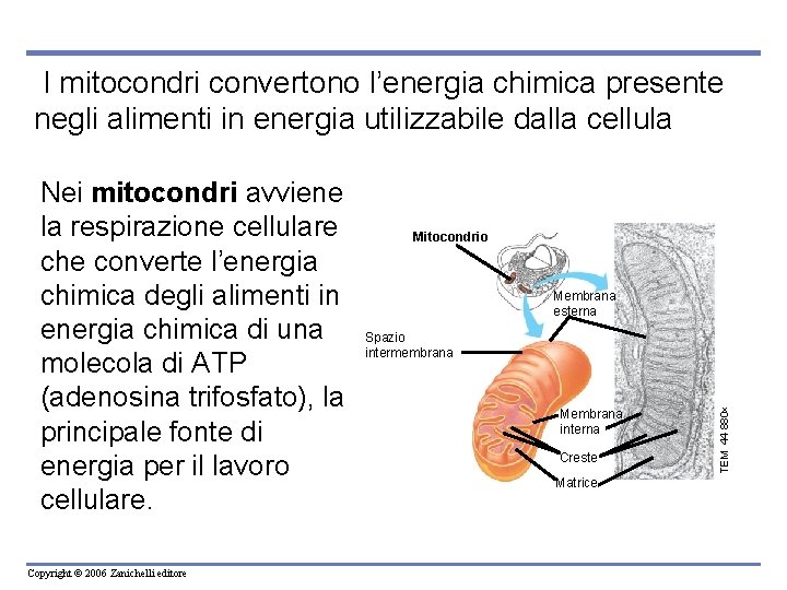 I mitocondri convertono l’energia chimica presente negli alimenti in energia utilizzabile dalla cellula Copyright I mitocondri convertono l’energia chimica presente negli alimenti in energia utilizzabile dalla cellula Copyright