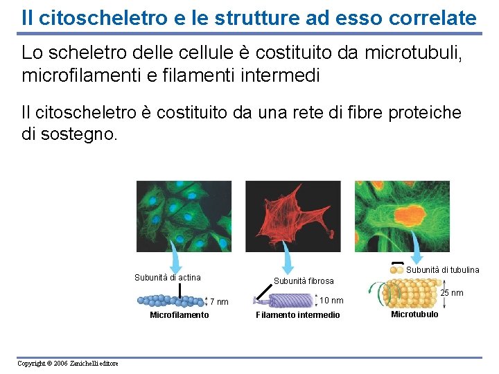 Il citoscheletro e le strutture ad esso correlate Lo scheletro delle cellule è costituito Il citoscheletro e le strutture ad esso correlate Lo scheletro delle cellule è costituito