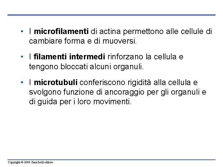 • I microfilamenti di actina permettono alle cellule di cambiare forma e di • I microfilamenti di actina permettono alle cellule di cambiare forma e di