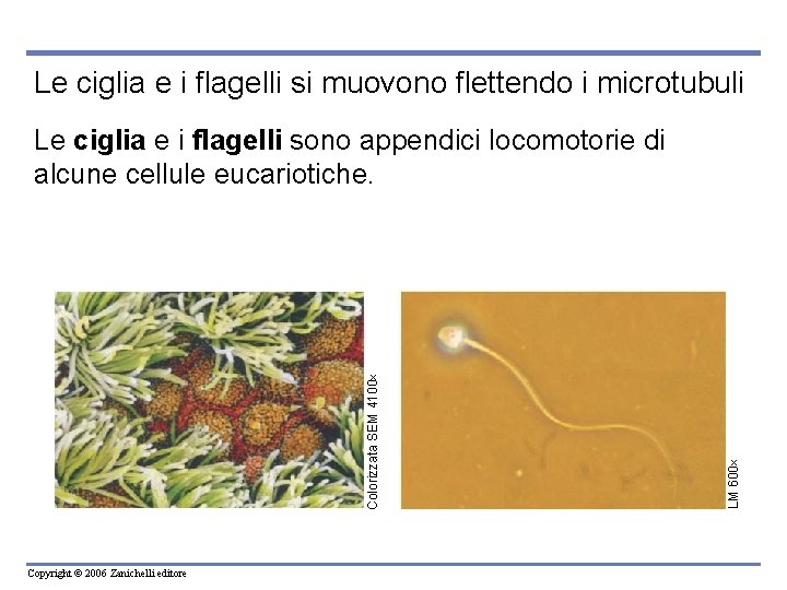 Le ciglia e i flagelli si muovono flettendo i microtubuli Copyright © 2006 Zanichelli Le ciglia e i flagelli si muovono flettendo i microtubuli Copyright © 2006 Zanichelli
