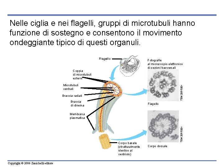 Nelle ciglia e nei flagelli, gruppi di microtubuli hanno funzione di sostegno e consentono Nelle ciglia e nei flagelli, gruppi di microtubuli hanno funzione di sostegno e consentono