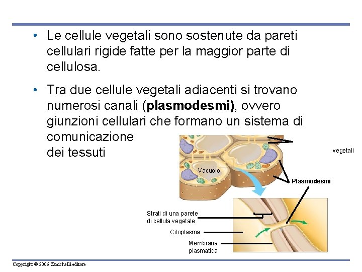 • Le cellule vegetali sono sostenute da pareti cellulari rigide fatte per la • Le cellule vegetali sono sostenute da pareti cellulari rigide fatte per la