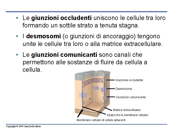 • Le giunzioni occludenti uniscono le cellule tra loro formando un sottile strato • Le giunzioni occludenti uniscono le cellule tra loro formando un sottile strato