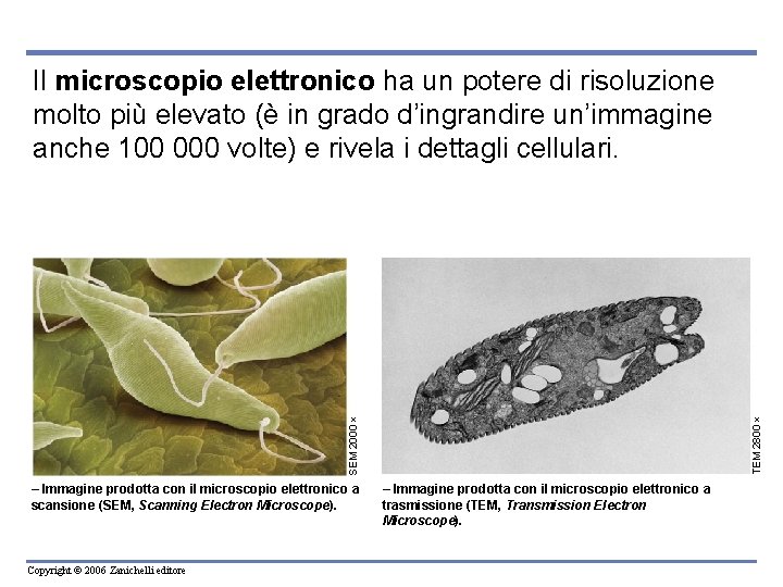 SEM 2000 TEM 2800 Il microscopio elettronico ha un potere di risoluzione molto più SEM 2000 TEM 2800 Il microscopio elettronico ha un potere di risoluzione molto più