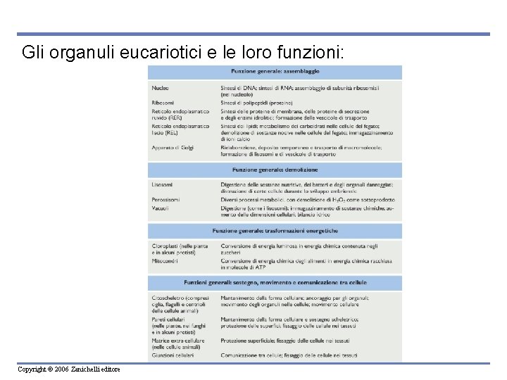 Gli organuli eucariotici e le loro funzioni: Copyright © 2006 Zanichelli editore Gli organuli eucariotici e le loro funzioni: Copyright © 2006 Zanichelli editore