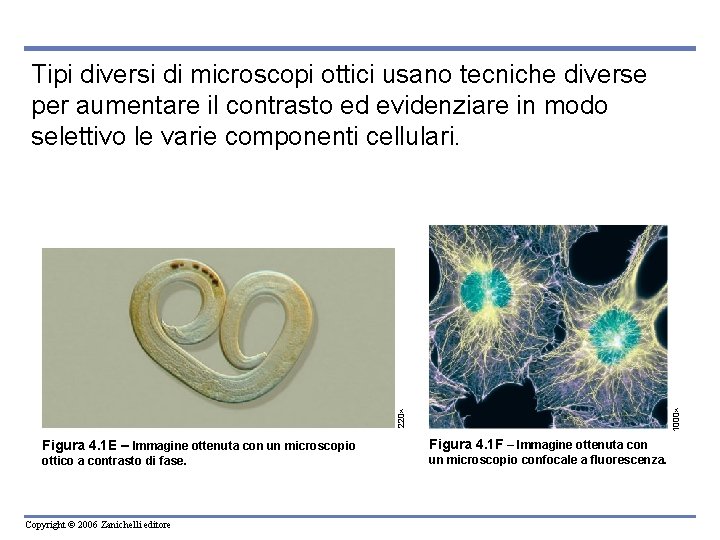 220 1000 Tipi diversi di microscopi ottici usano tecniche diverse per aumentare il contrasto 220 1000 Tipi diversi di microscopi ottici usano tecniche diverse per aumentare il contrasto