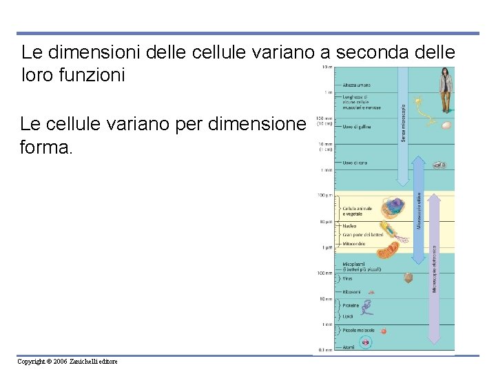 Le dimensioni delle cellule variano a seconda delle loro funzioni Le cellule variano per Le dimensioni delle cellule variano a seconda delle loro funzioni Le cellule variano per
