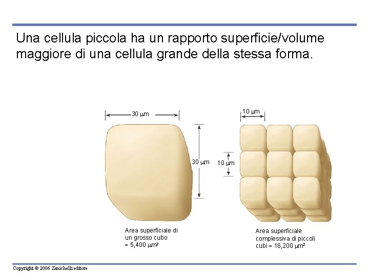 Una cellula piccola ha un rapporto superficie/volume maggiore di una cellula grande della stessa Una cellula piccola ha un rapporto superficie/volume maggiore di una cellula grande della stessa