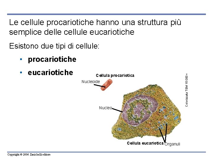 Le cellule procariotiche hanno una struttura più semplice delle cellule eucariotiche Esistono due tipi Le cellule procariotiche hanno una struttura più semplice delle cellule eucariotiche Esistono due tipi