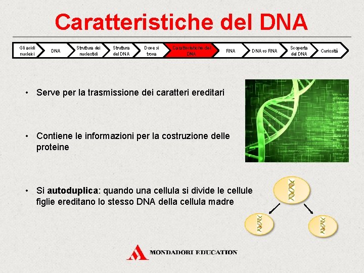 Caratteristiche del DNA Gli acidi nucleici DNA Struttura dei nucleotidi Struttura del DNA Dove