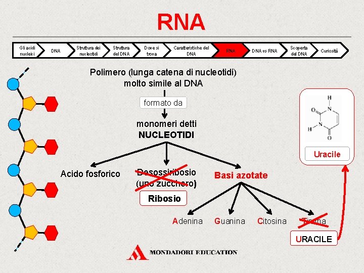 RNA Gli acidi nucleici DNA Struttura dei nucleotidi Struttura del DNA Dove si trova