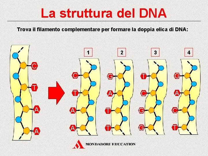 La struttura del DNA Trova il filamento complementare per formare la doppia elica di