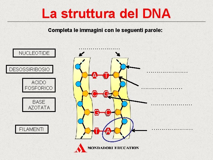 La struttura del DNA Completa le immagini con le seguenti parole: ………………… NUCLEOTIDE DESOSSIRIBOSIO