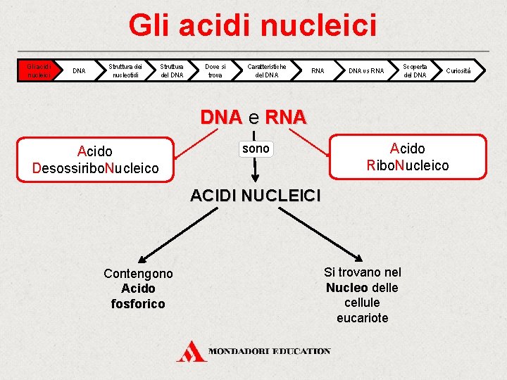 Gli acidi nucleici DNA Struttura dei nucleotidi Struttura del DNA Dove si trova Caratteristiche